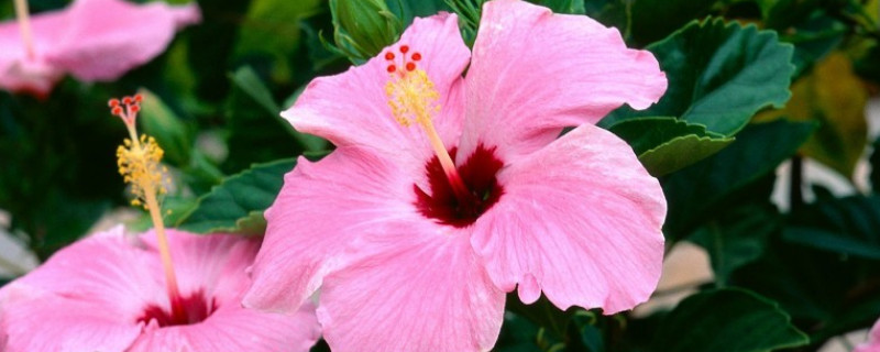 芙蓉花栽葉什么時(shí)候出新葉