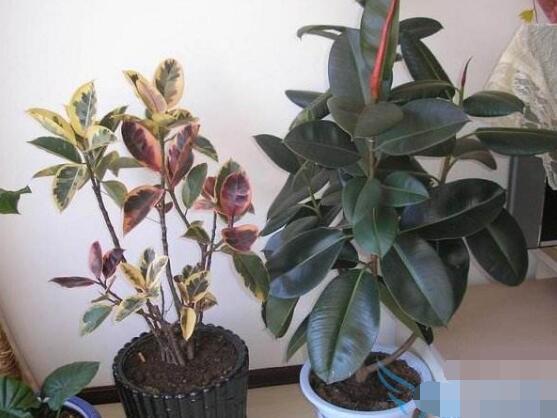 橡皮樹的好處，六大好處深受喜愛