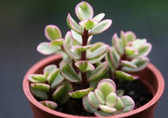 雅樂(lè)之舞適合什么花盆，陶盆、紫砂盆、泥瓦盆最為合適