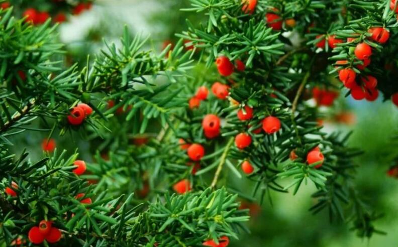 紅豆杉的修剪方法圖，注意抹芽、摘心、短截的區(qū)別