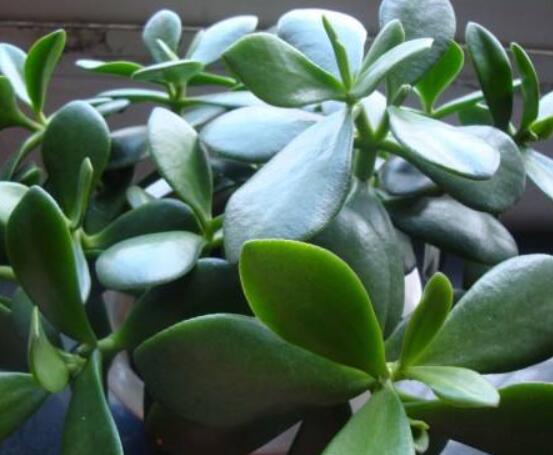 家里養(yǎng)玉樹有什么寓意，家庭和諧、事業(yè)順暢，學(xué)業(yè)有成