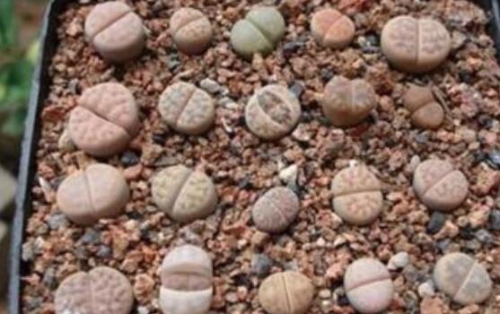 生石花怎么種植，做好六個(gè)步驟盆盆爆滿(mǎn)