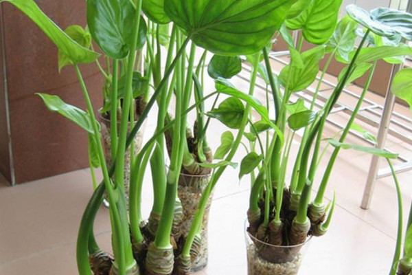 霸王玉和滴水觀音的區(qū)別