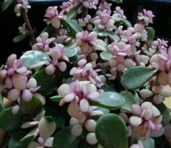 雅樂之舞怎么扦插，春季最佳/剪取生長健壯枝條