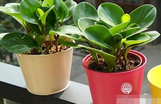 紫邊碧玉椒草的養(yǎng)殖方法和注意事項嗎，老農(nóng)教你六大基本養(yǎng)殖方法