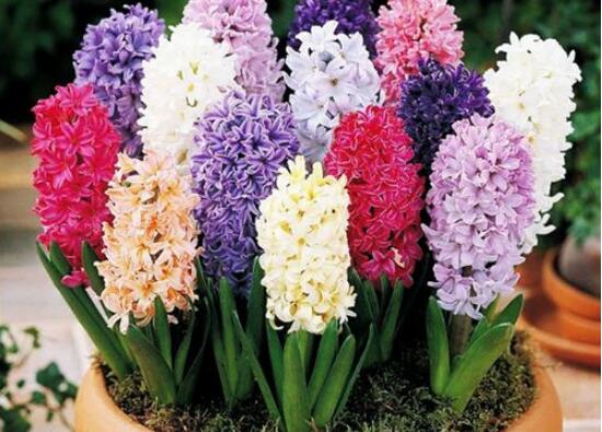 風(fēng)信子怎么施肥吸收效果最好，推薦兩種最見效的吸肥方法