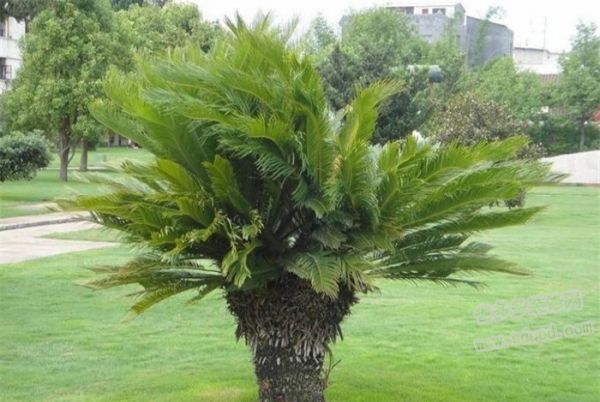 鐵樹怎樣整形修剪，鐵樹的修剪方法介紹