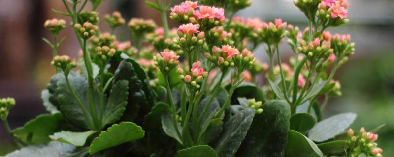 長(zhǎng)壽花秋天可以曬太陽(yáng)嗎