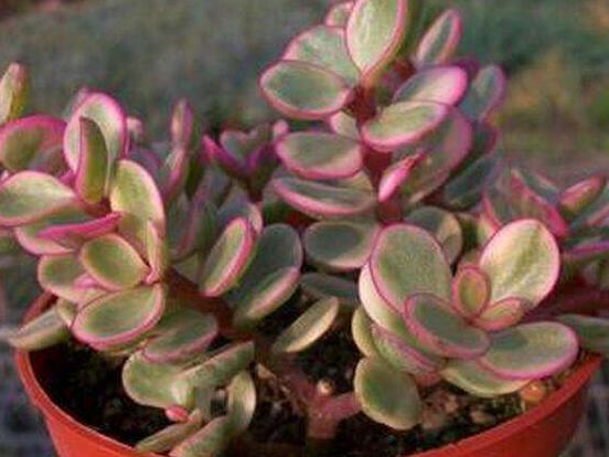 雅樂(lè)之舞怎么養(yǎng)才變紅，教你五種最快速變紅好方法