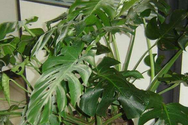 龜背竹有幾個(gè)品種