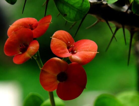 虎刺梅冬天養(yǎng)殖的禁忌，做好四個(gè)要點(diǎn)便可安然過冬