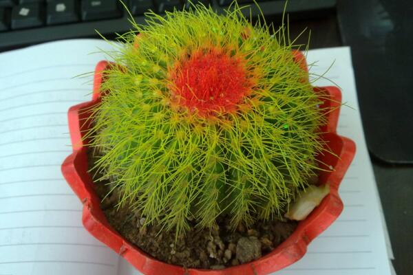 仙人球夏天怎么養(yǎng)，做好以下4點(diǎn)才是關(guān)鍵