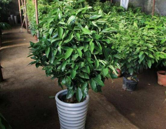 平安樹的花語，祈求平安、闔家幸福、萬事如意