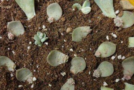 寶石花怎么繁殖，老農(nóng)總結(jié)四種繁殖方法(播種繁殖簡(jiǎn)單易學(xué))