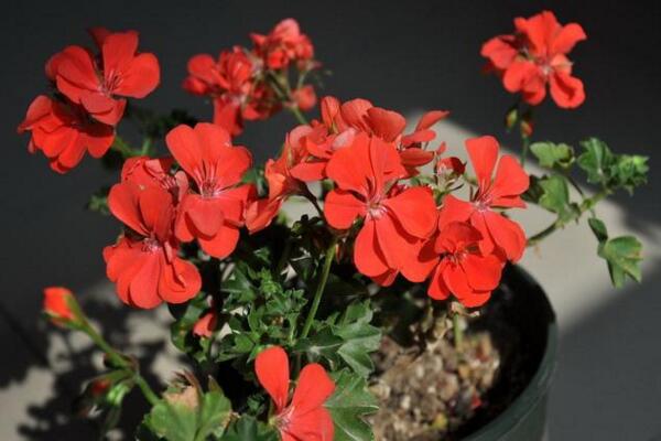 天竺葵冬天怎么養(yǎng)，做好以下5點才是關(guān)鍵
