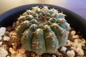 仙人球怎么繁殖，仙人球的扦插方法