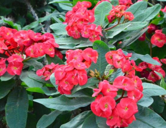 虎刺梅花期多少天，一年四季均可開花(養(yǎng)殖得當(dāng))