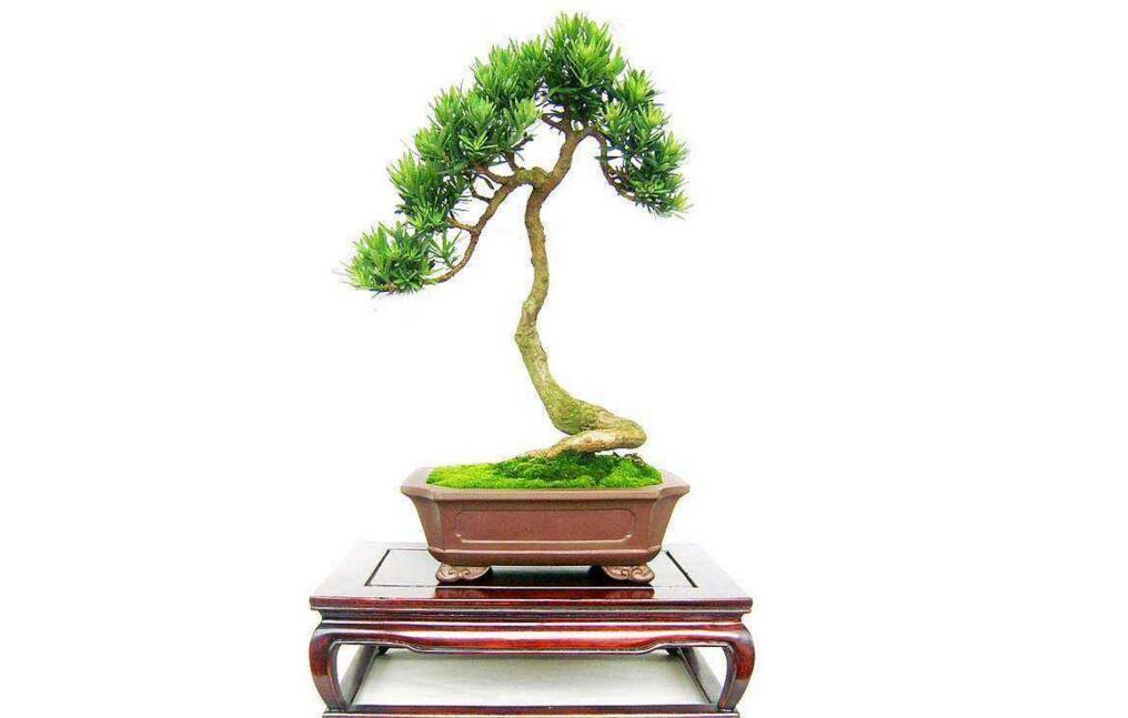 小葉羅漢松怎么養(yǎng)，掌握最佳的養(yǎng)殖方法最重要