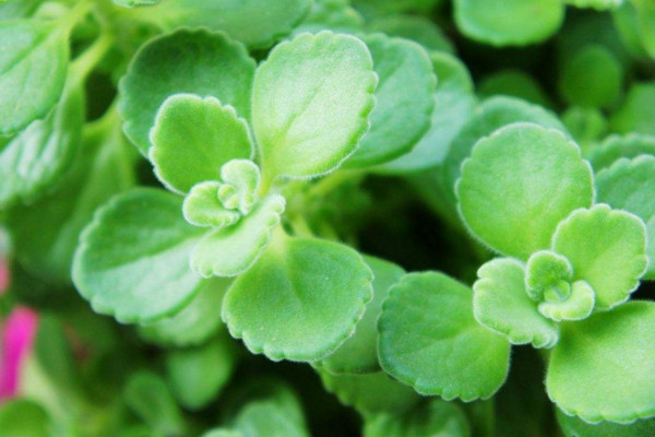 碰碰香怎么養(yǎng)