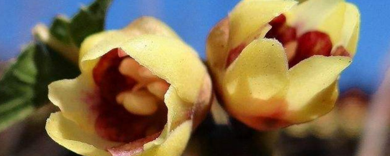 臘梅發(fā)芽后怎么養(yǎng)護(hù)