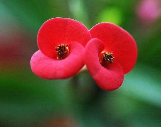 虎刺梅掉葉子怎么辦，四種原因以及解決方法