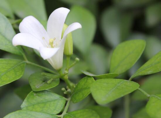 九里香冬天怎么施肥，九里香施什么肥好