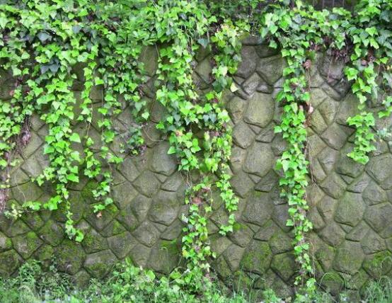 常春藤用淺盆還是深盆，深、淺盆都合適