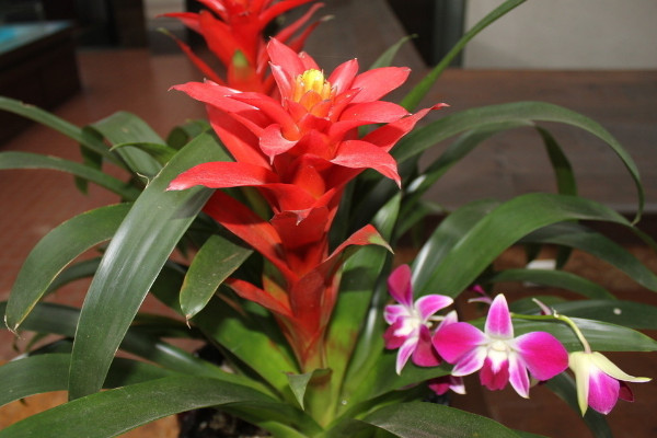 鴻運當(dāng)頭有毒嗎能放臥室嗎