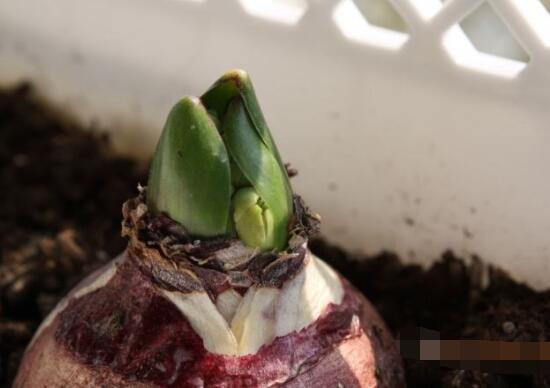 風(fēng)信子種球發(fā)霉怎么辦，涂抹滅菌靈、保持創(chuàng)面干燥