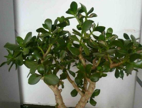 玉樹(shù)花幾年開(kāi)花，掌握五大要點(diǎn)可年年開(kāi)花