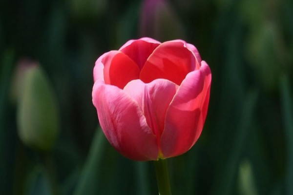 水培郁金香怎么養(yǎng)