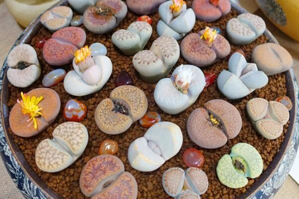 生石花爛根怎么辦，切除爛根重新種植