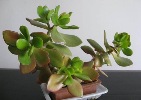 玉樹施什么肥好，玉樹怎么養(yǎng)才能長得快