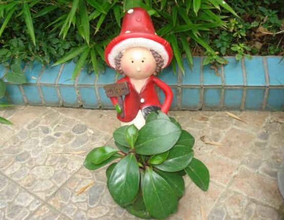 紫邊碧玉的養(yǎng)殖方法，老農(nóng)總結(jié)的七個基本方法