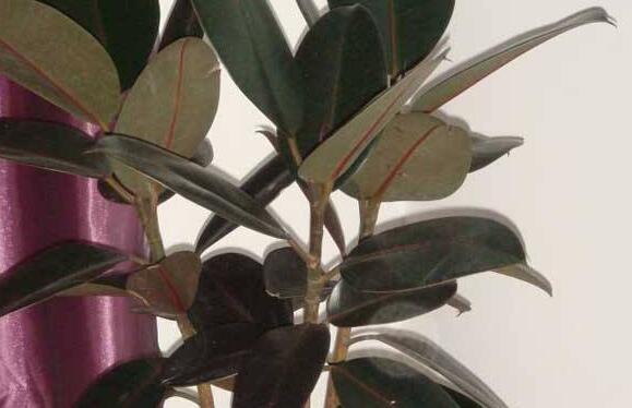 黑金剛和橡皮樹的區(qū)別，其實就就是橡皮樹的一種