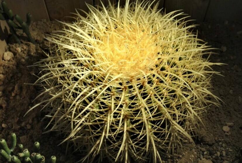 水養(yǎng)仙人球注意事項，正確的水培方式很重要