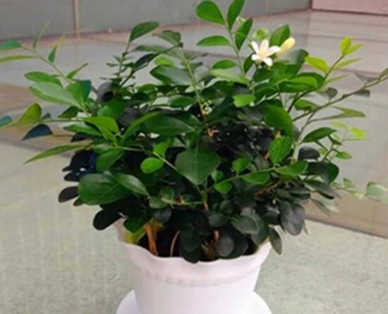 九里香怎么修剪，九里香的修剪圖解