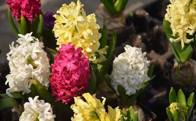 風(fēng)信子可以用水養(yǎng)嗎，可以/但是要注意及時換水和補(bǔ)充營養(yǎng)