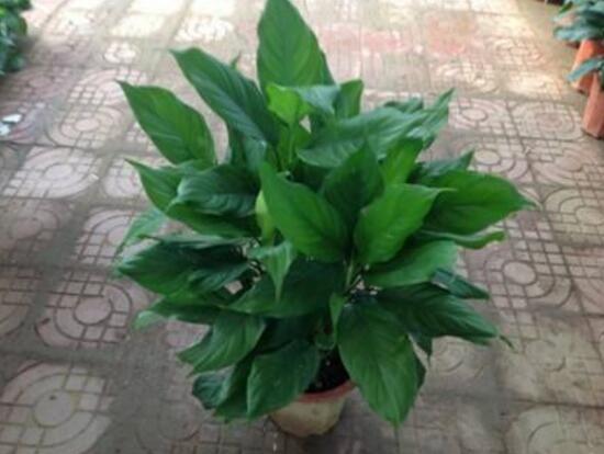 萬年青根發(fā)爛什么原因，萬年青爛根怎么辦