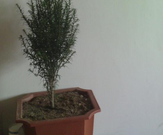 紅豆杉可以種庭院?jiǎn)幔梢?幸福安康，家庭和睦