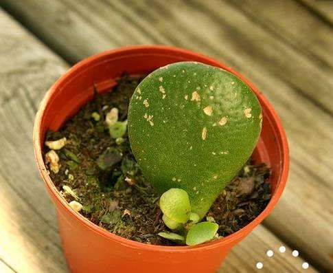 玉樹的繁殖方法，介紹葉插和枝插兩種繁殖方法