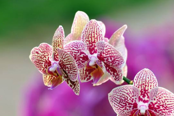 多株蝴蝶蘭能養(yǎng)在一個(gè)花盆里嗎