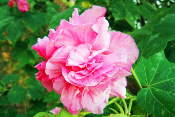 芙蓉花為什么長(zhǎng)的細(xì)高