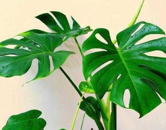 龜背竹滴的水有毒嗎，有毒/皮膚接觸會導(dǎo)致刺痛灼傷