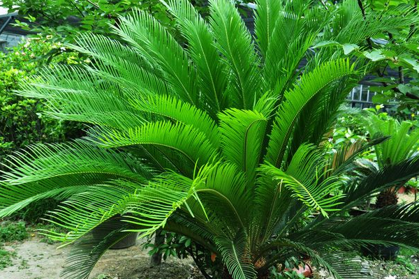 鐵樹哪些人不宜養(yǎng)，沒有不能養(yǎng)鐵樹的人