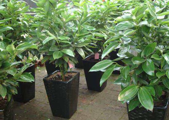 平安樹葉子發(fā)黃掉落怎么辦，教你四種解決辦法快速恢復(fù)生機(jī)