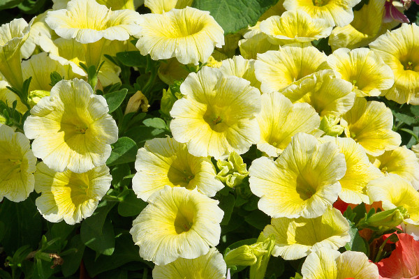 牽?；ㄕ{(diào)謝后怎么處理