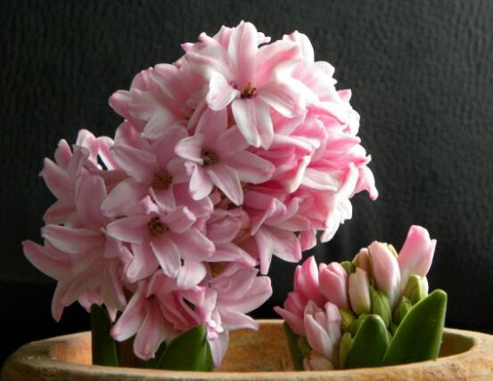 風(fēng)信子花代表什么意思，代表著永遠(yuǎn)的懷念、重生的愛