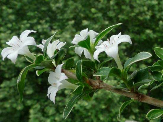 六月雪養(yǎng)殖技術(shù)，老農(nóng)總結(jié)六點必要養(yǎng)護方法(枝葉翠綠)