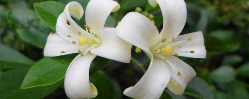 九里香為什么不結果